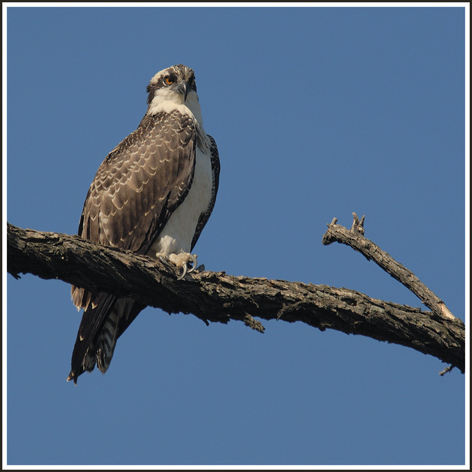Скопа (Osprey) Скопа Osprey Птица Pandion haliaetus