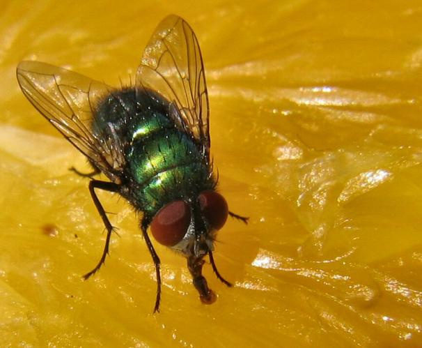 fly's meal 