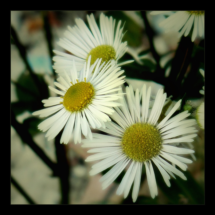 spring - awakening 
