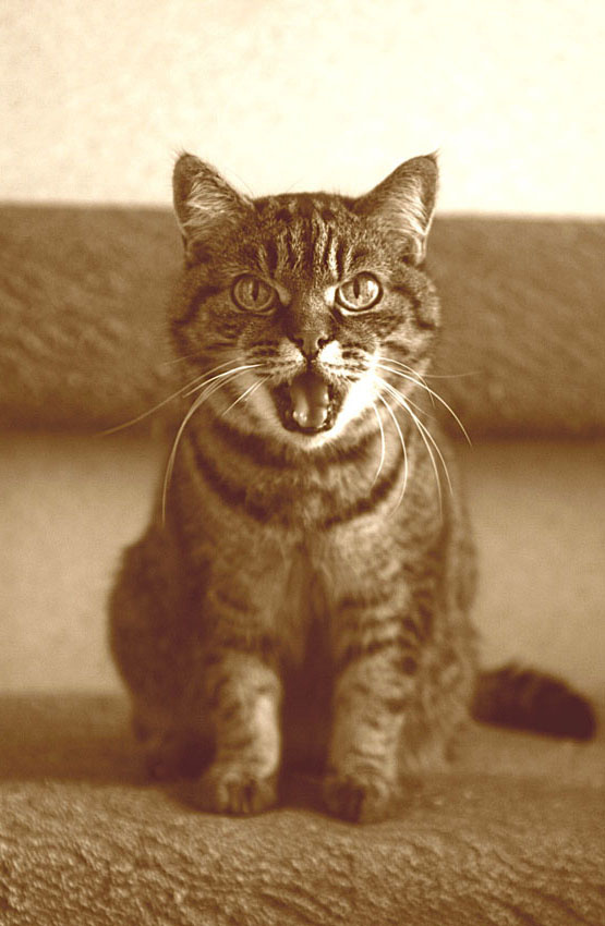 Ме-е-ее... кот коты кошки портрет питомец питомцы