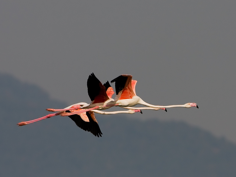 Синхрон в розовых тонах Розовый фламинго (Phoenicopterus roseus)