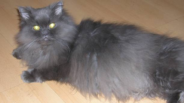 моя джазовая кошка серый пол