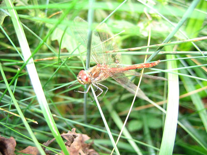 DRAGONFLY Стрекоза, трава, природа, лес, крылья