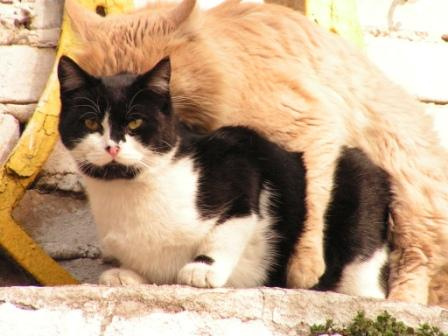 Кошачье счастье 