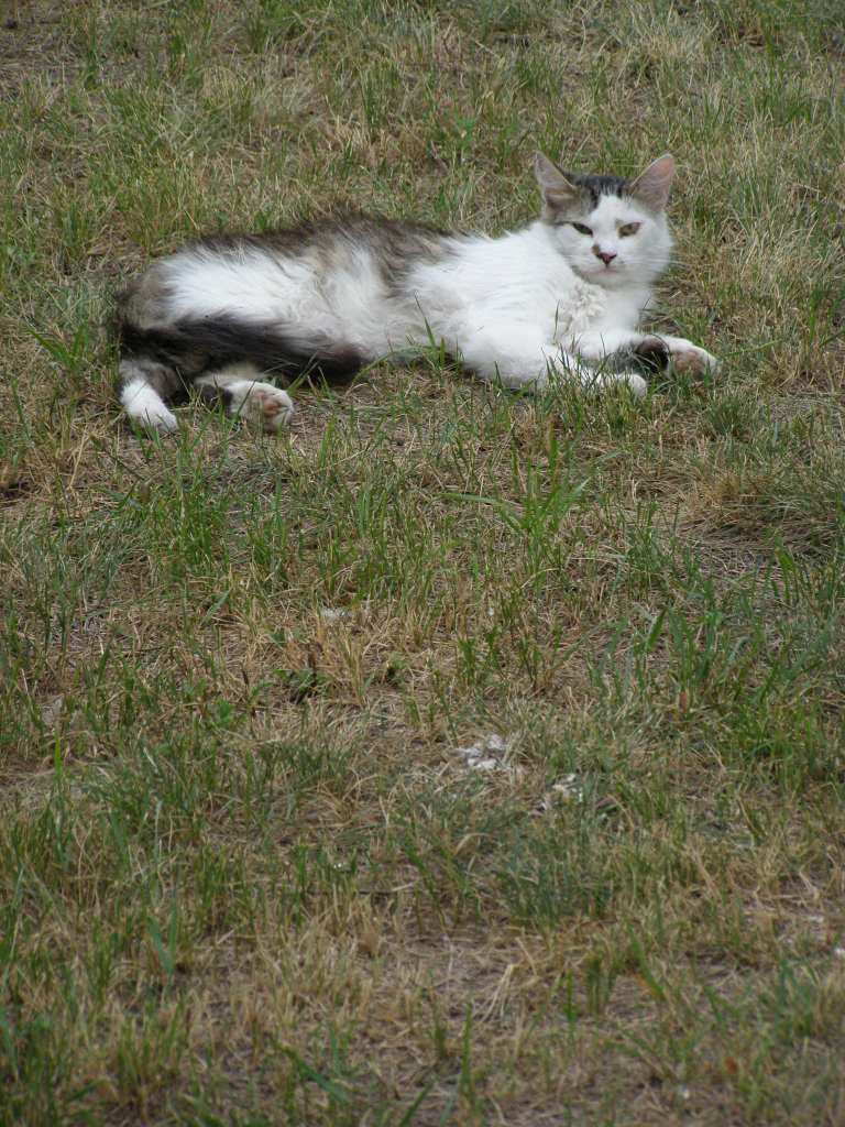 Кошка на траве кошка, трава