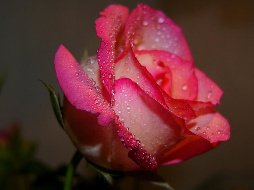 roze 
