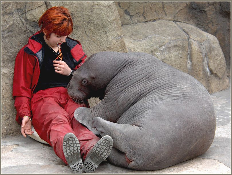 Опять ты, Жанна, набедокурила! тихоокеанский морж Odobenus rosmarus divirgens