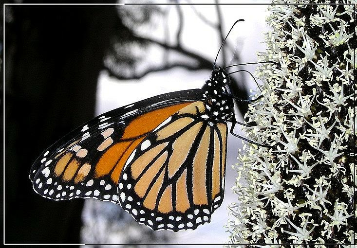 Луч цвета в черно-белом царстве Danaus plexippus