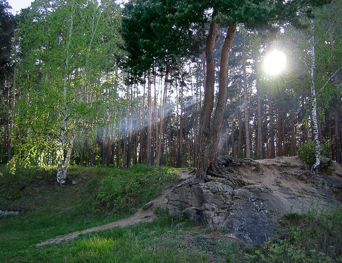 Пейзаж лес солнце сосна