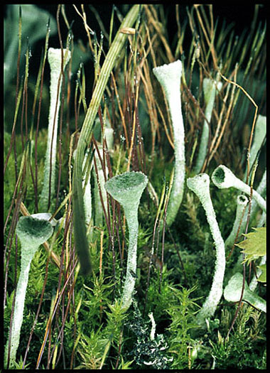 Лес под ногами lichen мох лишайник moss лес