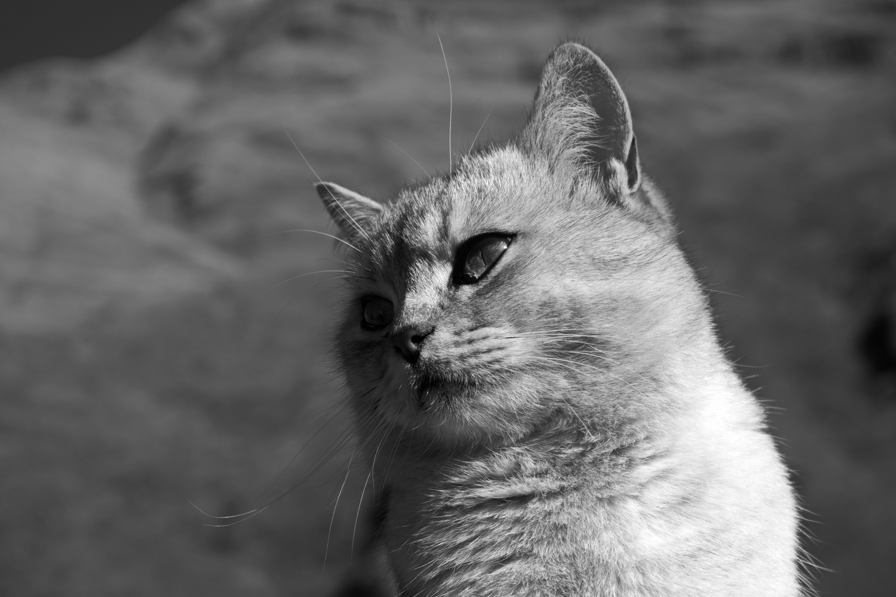 Уна Кошка уна