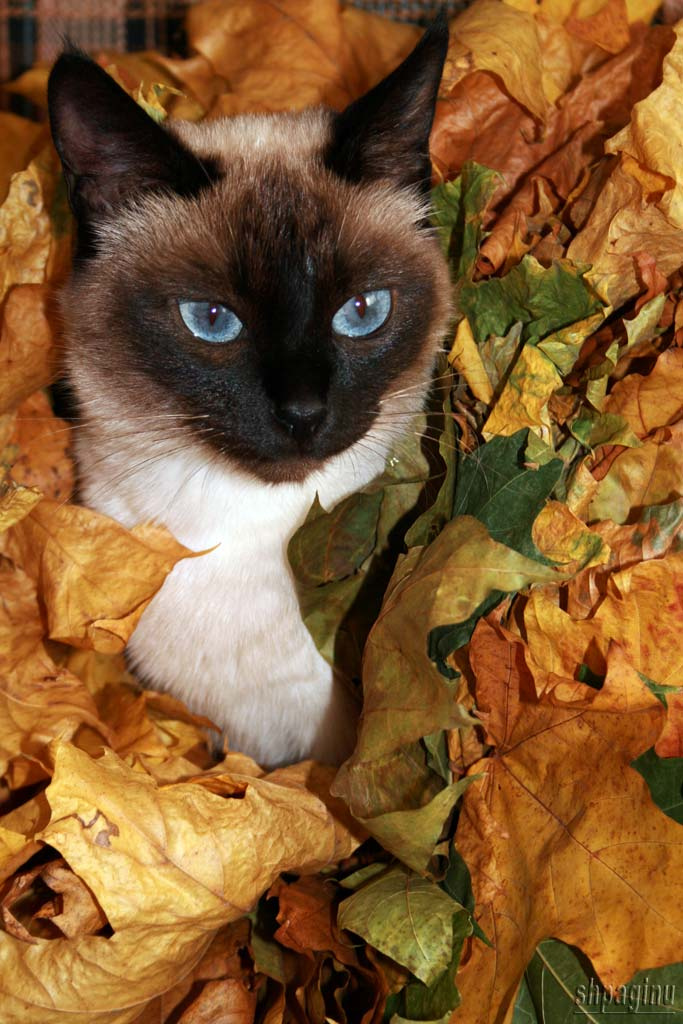 Грация кошки, животные, осень