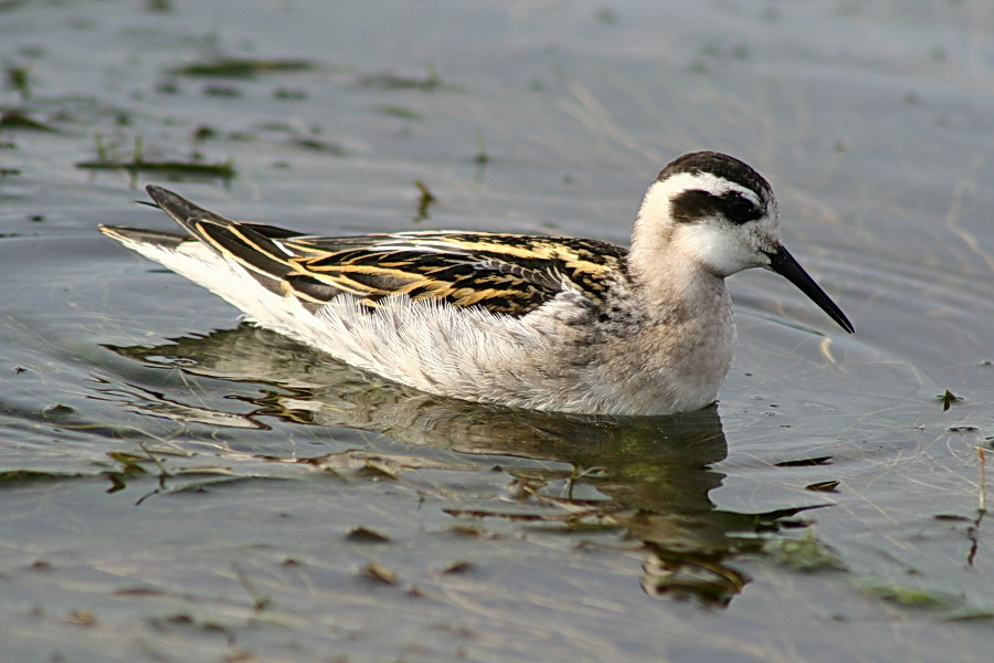 Круглоносый плавунчик Птица, Плавунчик, Bird, Aves.