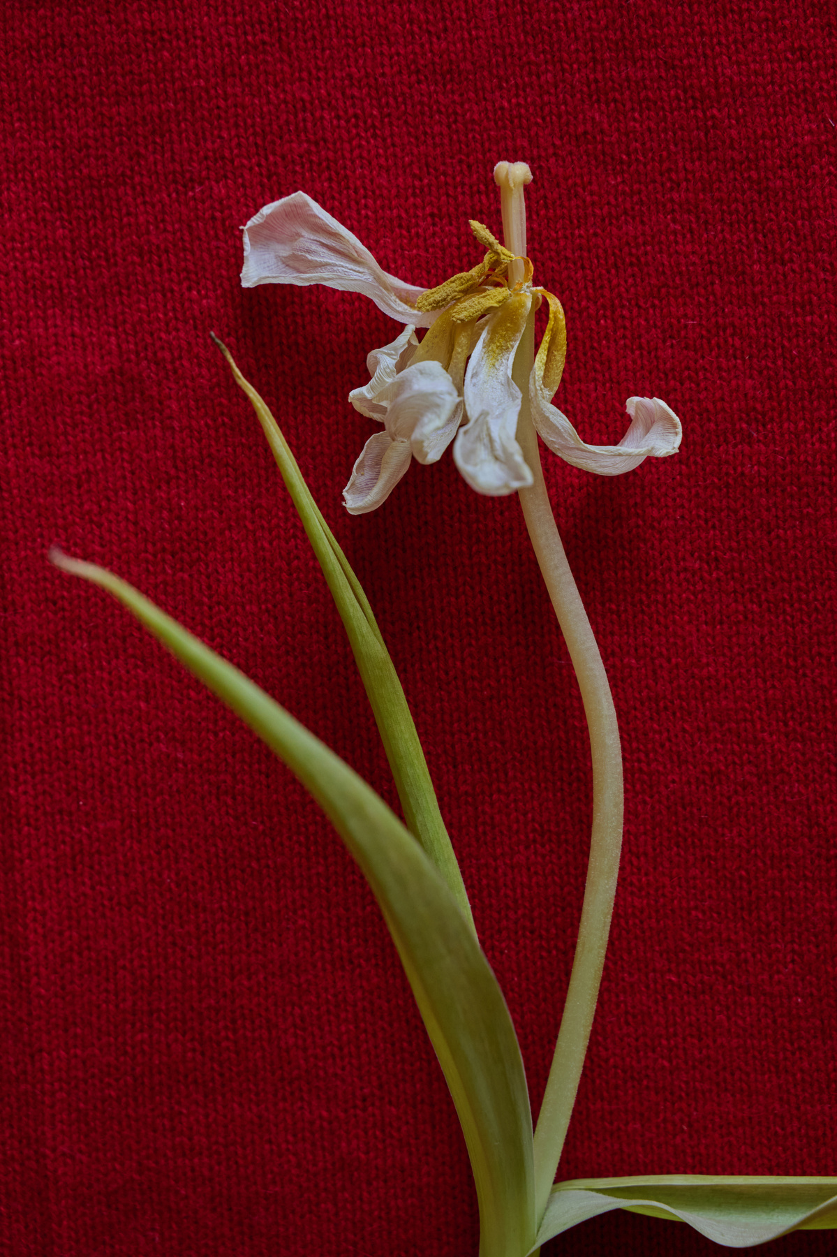 [ nature morte ] 