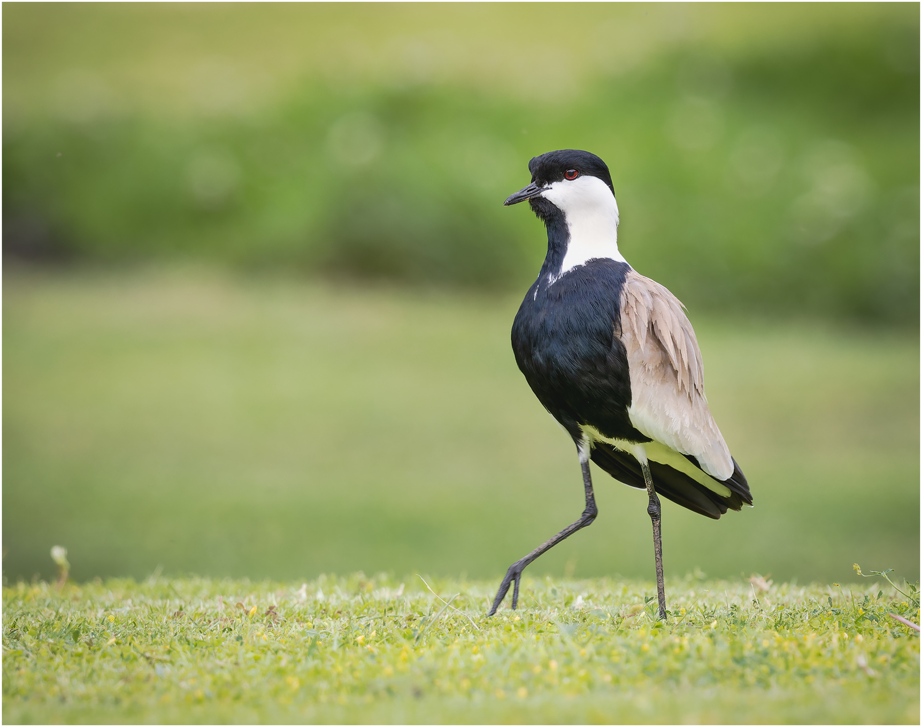 Шпорцевый чибис (Vanellus spinosus). Шпорцевый чибис