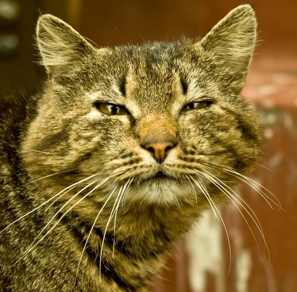 старик Коттабыч 