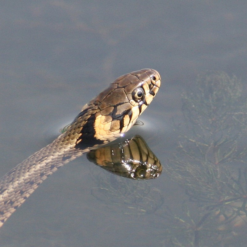 face of face (kurbaga avcisi) 