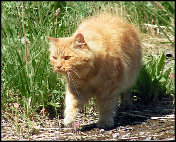 XXL Cat Очень большой и отъевшийся рыжий кот