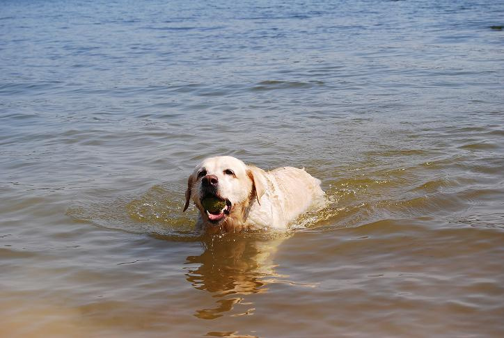 Освежилась... вода,собака