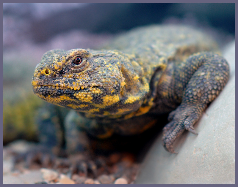 Не переставать удивляться сахарский шипохвост Uromastyx geyri