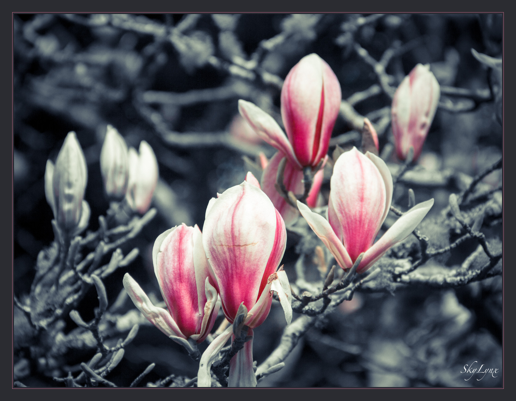 Весне - розовый цвет! New Zealand Wellington flower magnolia pink black white