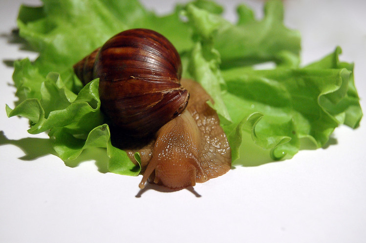 achatina 