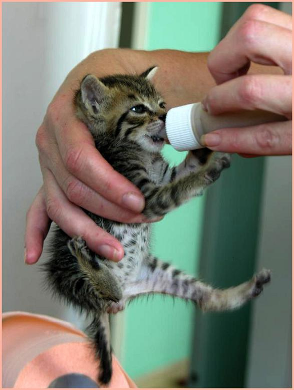 Отцепись женщина! Кот котик котёнок животное зверь кошак кормление малыш рука соска