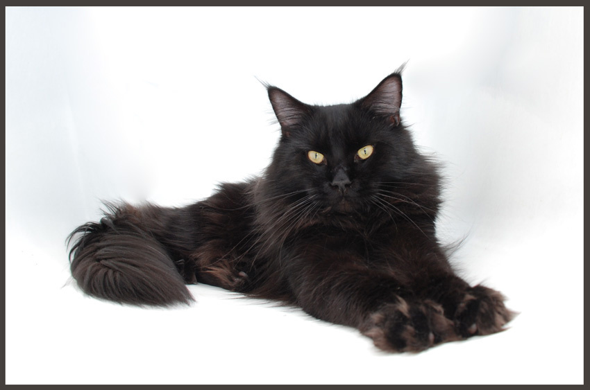 ***** черный кот мейнкун мейн кун пиночет black cat