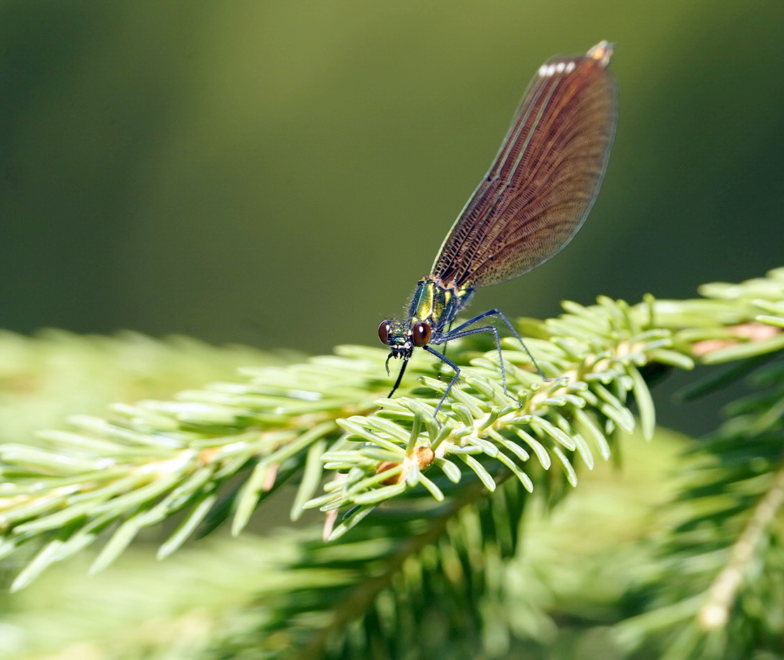 Красотка, Calopteryx virgo) стрекоза красотка