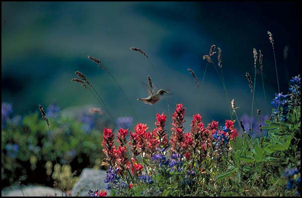 hummer bird 