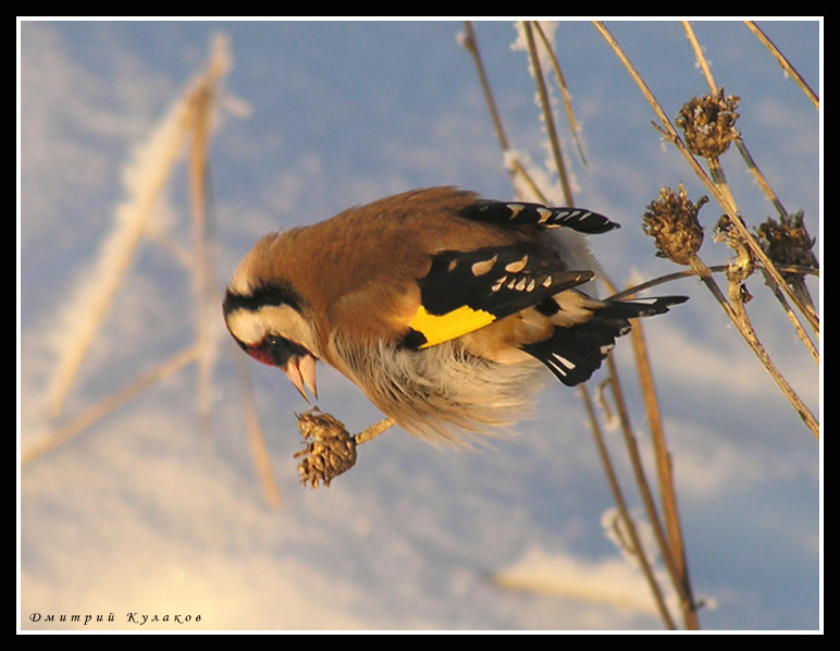 На закате жизни... Птица Щегол Carduelis