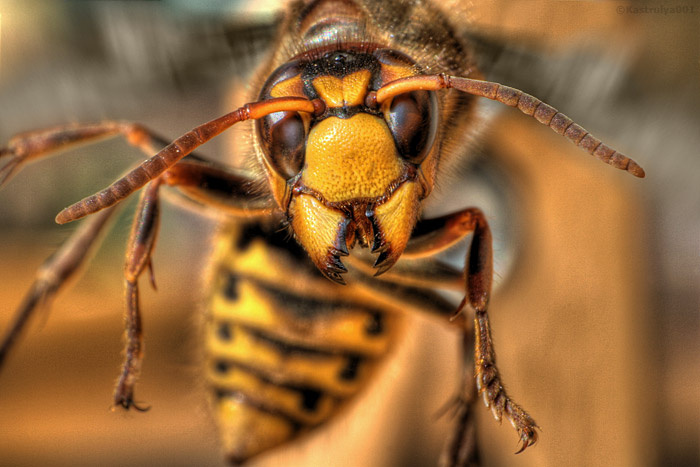Vespa crabro Шершень оранжевый злой челюсти