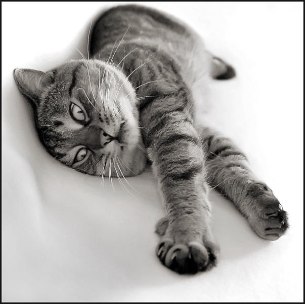 Кошачьи ножницы... Кот ножницы