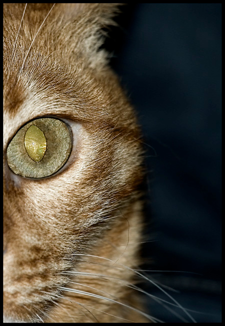 Eye of the tiger 