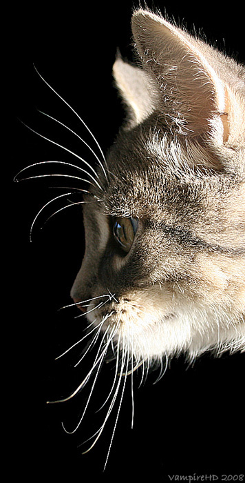 Усатый взгляд Кот Кошка Взгляд Глаза Усы