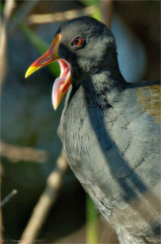 Птичий язык птица Камышница Gallinula chloropus природа Урал
