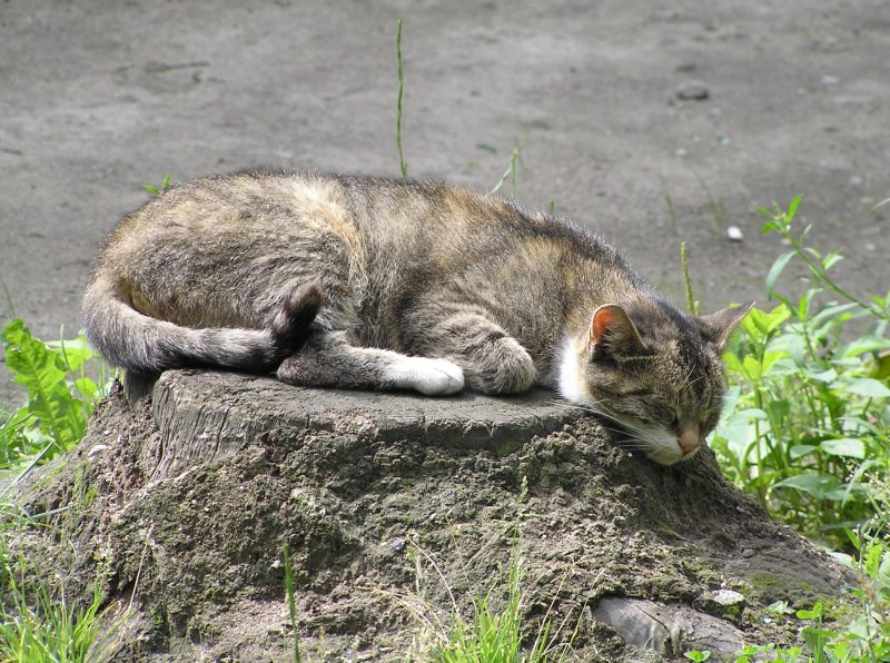 Сон в летнюю... день! кот пень сон