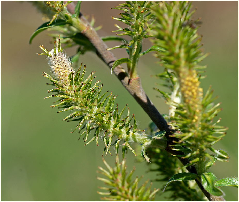 Весна Весна цветение Salix myrsinifolia Ива мирзинолистная кольская чернеющая