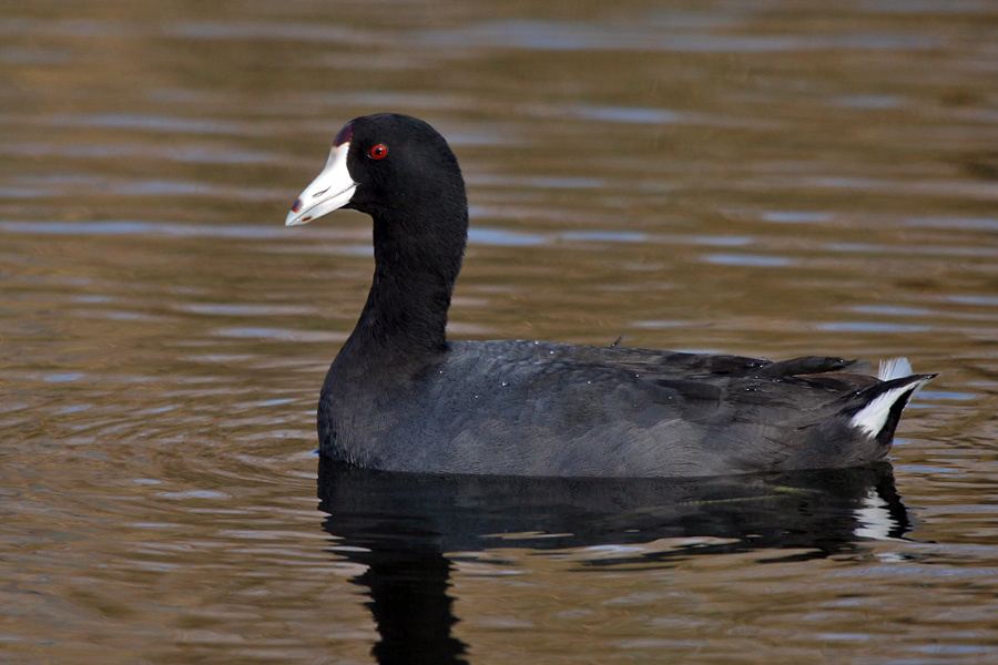 Лысуха американская птица, лысуха, american, coot, Texas