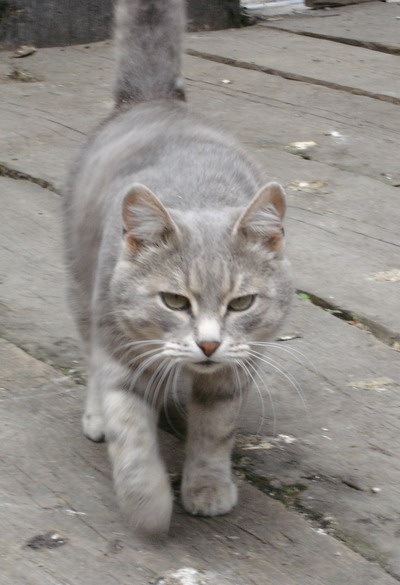 Киса животное кот кошка кошки коты деревня