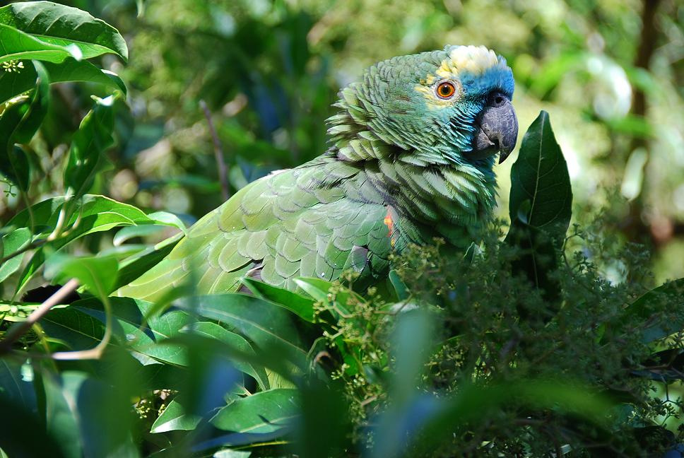 Blue Fronted Amazon попугай, амазон