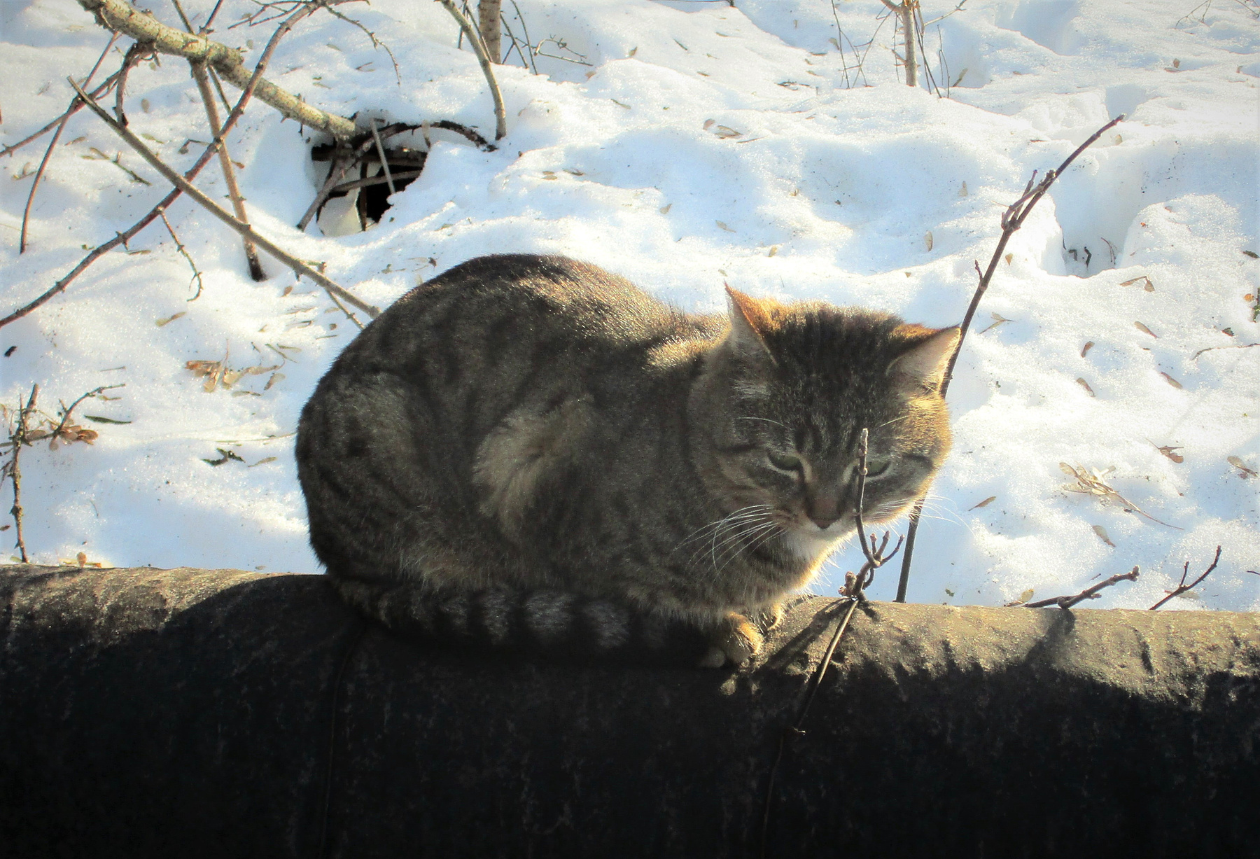 Пригрелся Кот кошка животные весна