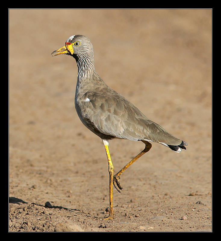 African Wattled Plover 