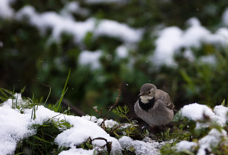Первый снег трясогузки. Motacilla alba белая трясогузка снег осень