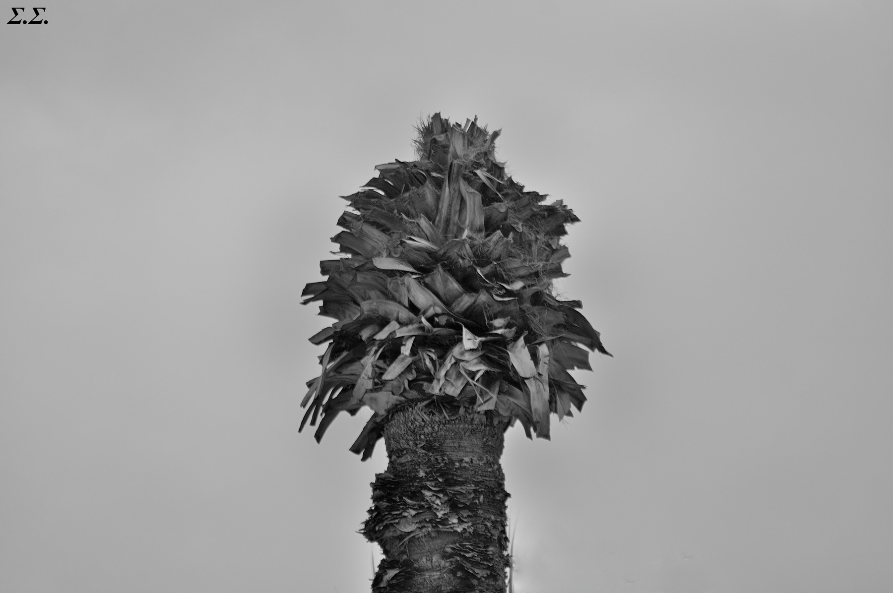 DRIED PALMTREE 