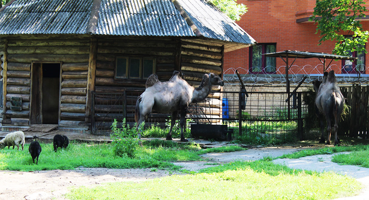 Верблюды 