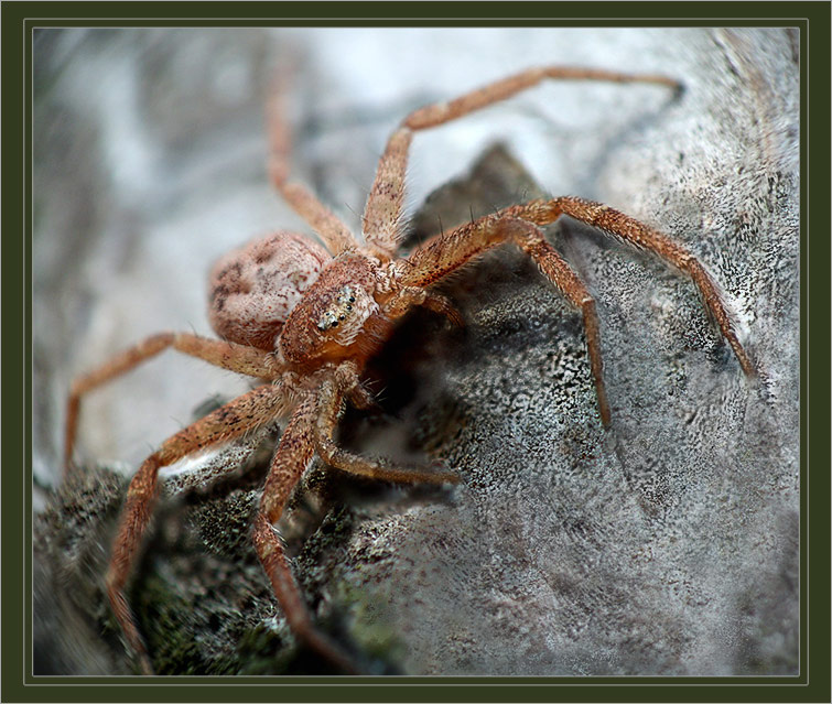  Ужас Соснового Леса Micromata rosea Eusparassidae Паук Сосна Лес Краб