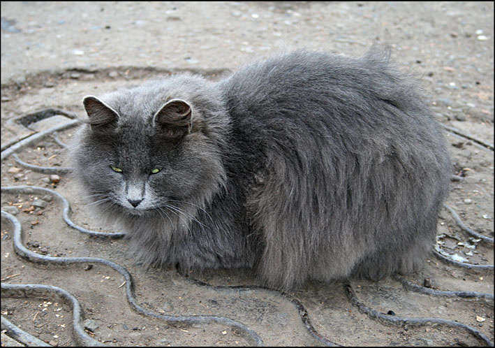 холодно котику... кот зима холод люк
