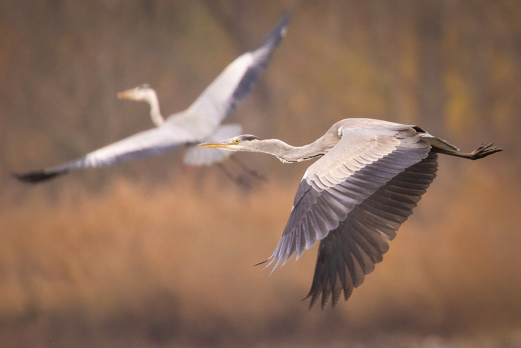 Herons 