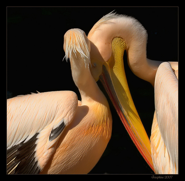 Прости! пеликан птица природа natura bird